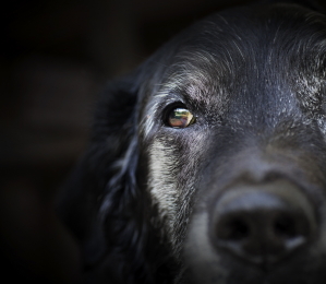 dog photo (2A).JPG
