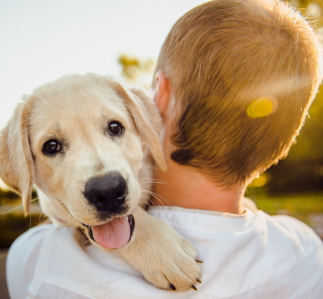 adorable-3344414_1920 (4A)