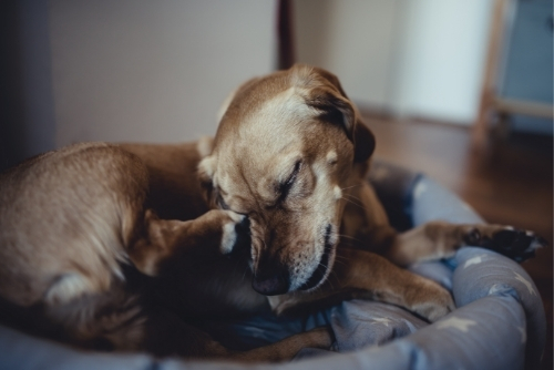 Dog Scratching - 500x334