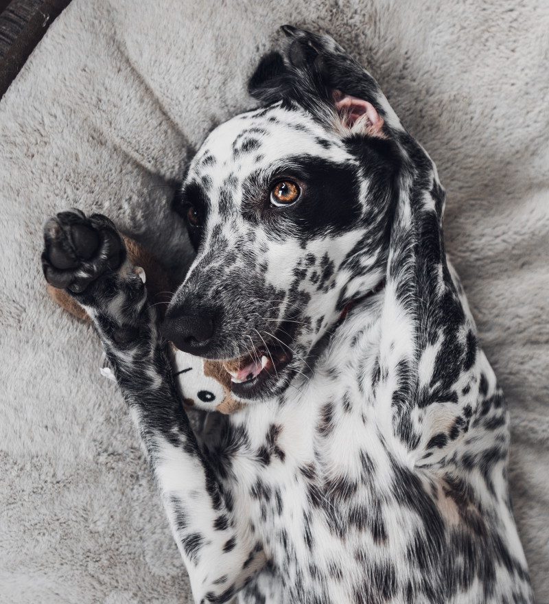 rafael-forseck-VlsseHAbdEI-unsplash A