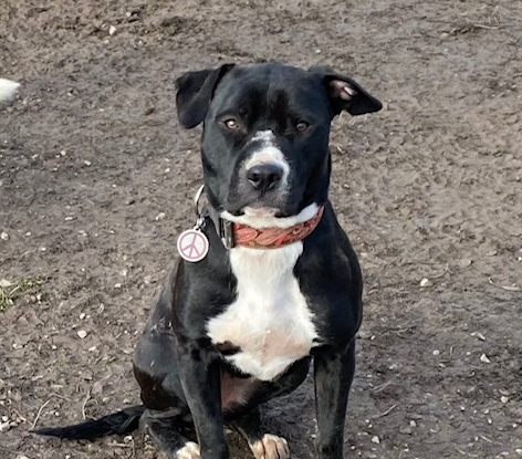 Bear (Ashley Blackman)