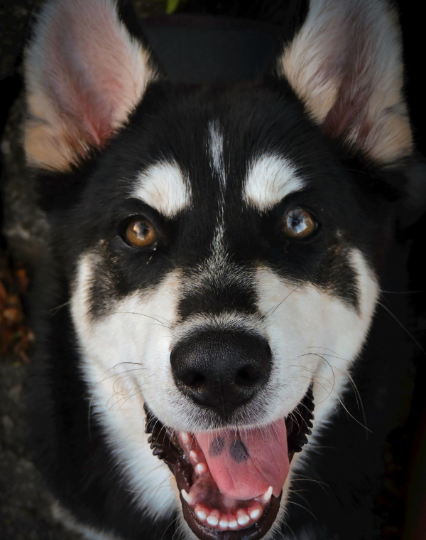 pexels-viviana-escobar-1672063 (1A)