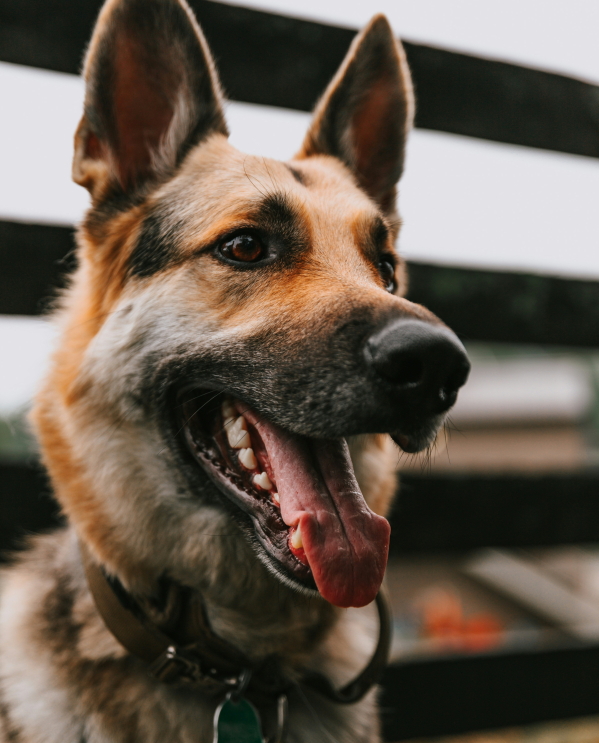 devin-avery-ROTBoigaTcQ-unsplash (1A)