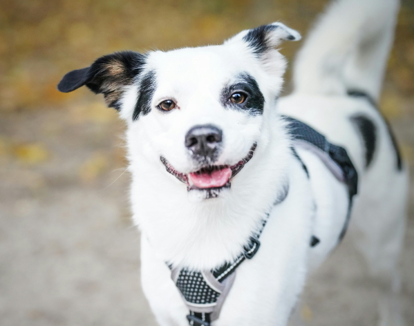 pexels-andreas-schnabl (1A)