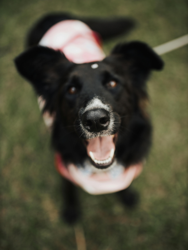 pexels-bertellifotografia-16652416 (1A)