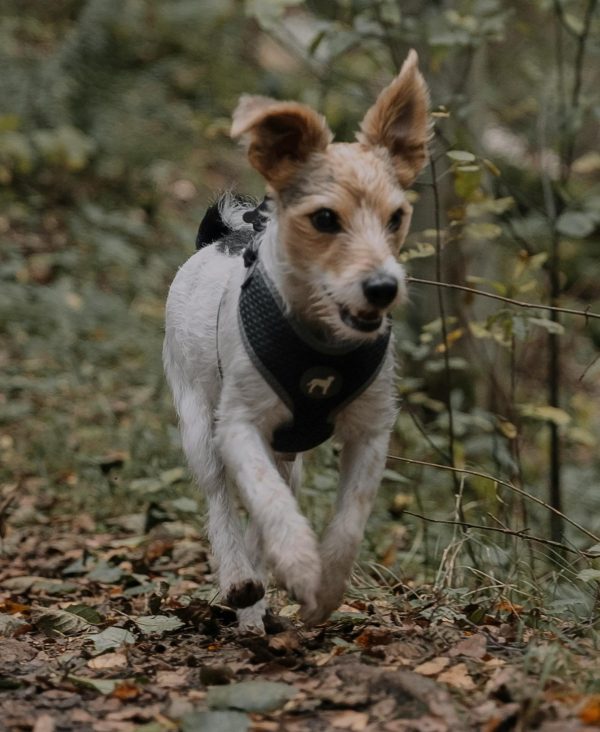 pexels-miami302-18842309 (2A)