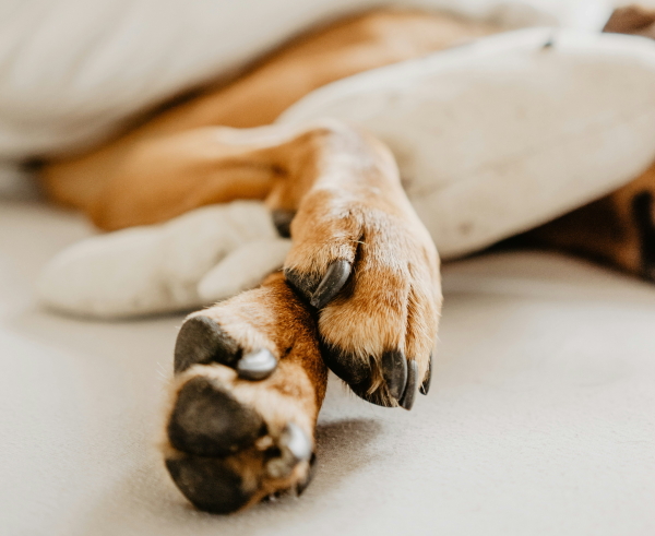 ruby-schmank-rPC4QnaPqQ0-unsplash (1A)