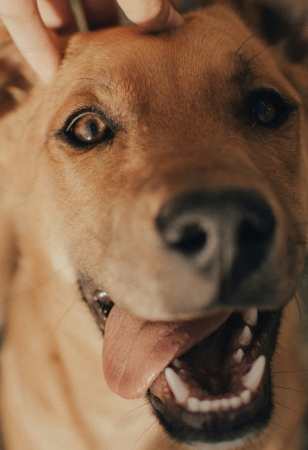 gaspar-zaldo-7n2MxiLJFj4-unsplash (1A)