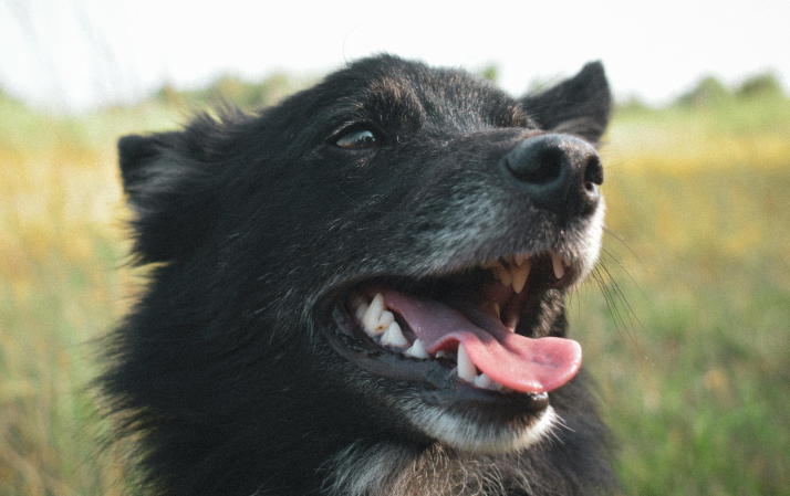 pexels-alscre-2677776 (1A)