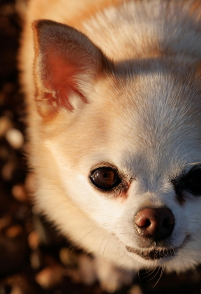 pexels-ellie-burgin-1661546-30669120 (1A