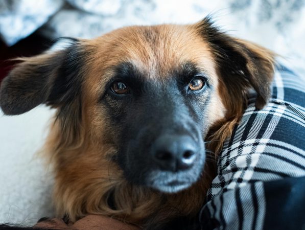 pexels-gryziu-30577826 (1A)