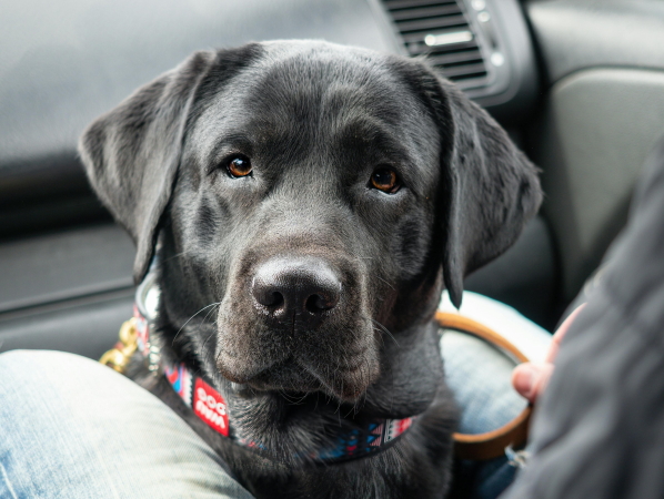 pexels-gy1610-16374265 (1A)