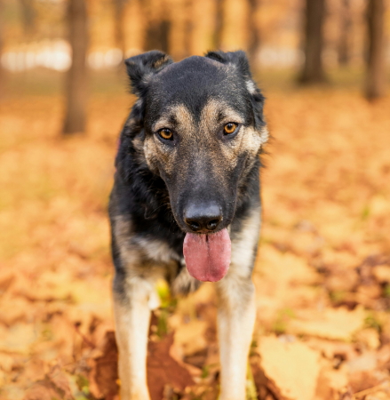 pexels-ninari-894779605-29191174 (1A)